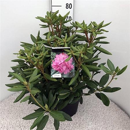 Rhododendron 'Roseum Elegans' Pot 10 liter