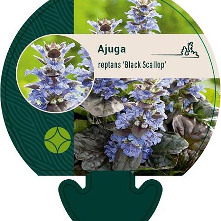 Ajuga reptans 'Black Scallop' Pot 9 cm