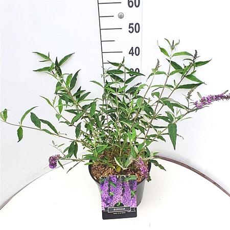 Buddleja d. 'Ile de France' Pot 10 liter