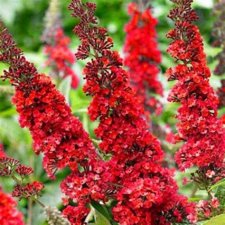 Buddleja d. 'Royal Red' Pot 3 Liter 