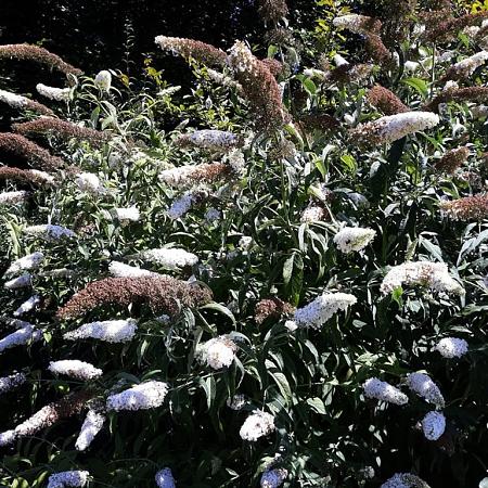 Buddleja d. 'White Profusion' Pot 10 liter