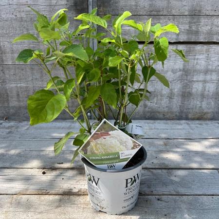 Hydrangea a. Strong Annabelle Pot 3 Liter 