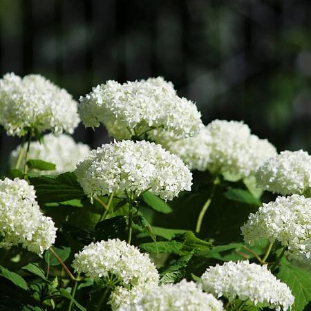 Hydrangea a. Strong Annabelle Pot 3 Liter 