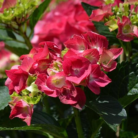 Hydrangea m. 'Alpenglühen' Pot 2 Liter