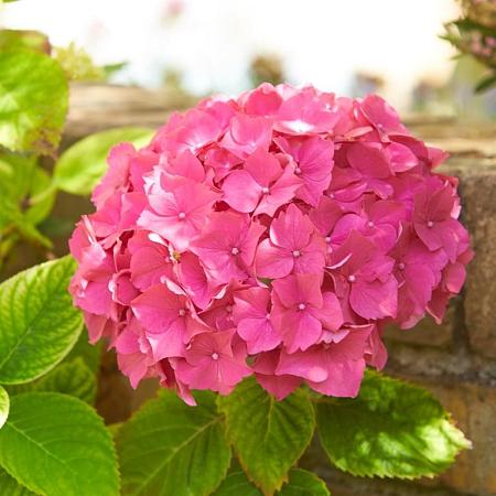 Hydrangea m. 'Bouquet Rose' Pot 2 Liter