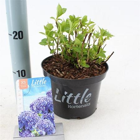 Hydrangea m. 'Little Blue' Pot 2 Liter