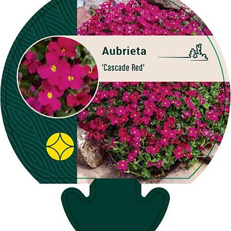 Aubrieta 'Cascade Red' Pot 9 cm