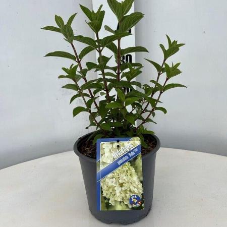 Hydrangea pan. Bobo Pot 3 Liter 