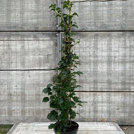 Hydrangea petiolaris Pot 7,5 Liter 