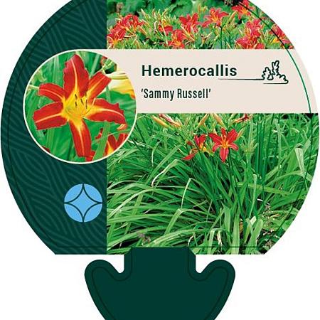 Hemerocallis 'Sammy Russell' Pot 9 cm