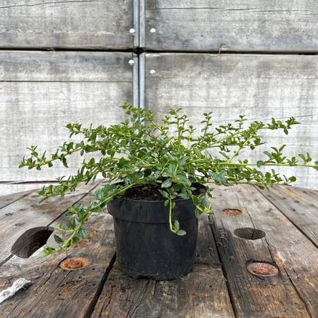 Ceanothus thyrsiflorus repens Pot 2 Liter