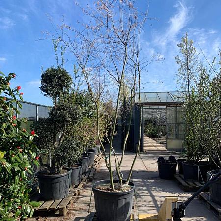 Amelanchier lamarckii Pot 150 liter 250 - 300 cm