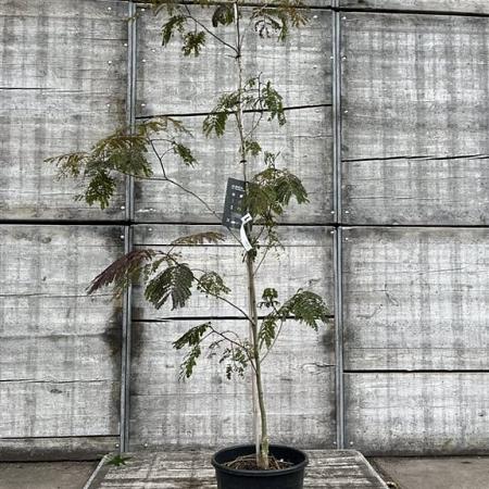 Albizia julibr. 'Summer Chocolate' Pot 20 Liter 150 - 175 cm