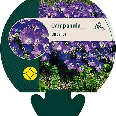 Campanula carpatica Pot 9 cm