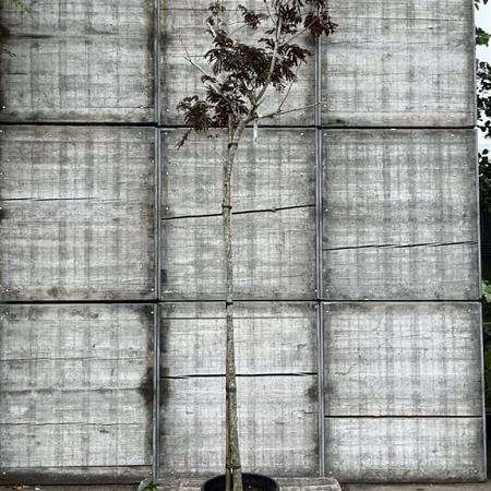 Albizia julibr. 'Summer Chocolate' Hoogstam (Stamomtrek 10-12 cm)
