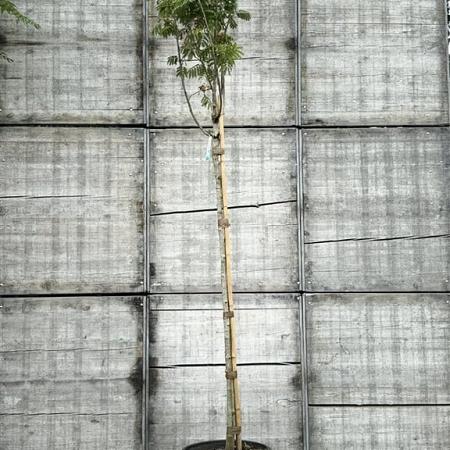 Albizia julibr. Ombrella Hoogstam (Stamomtrek 8-10 cm)