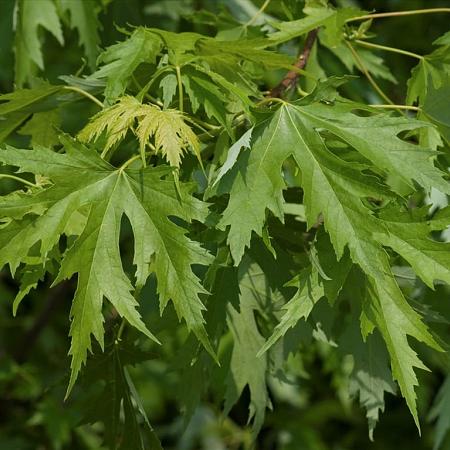 Acer saccharinum Pot 150 liter 250 - 300 cm Meerstammig