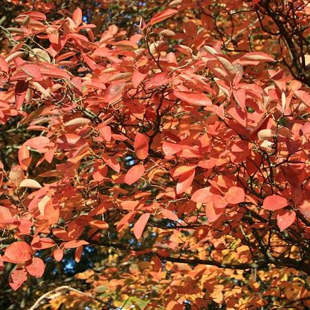 Amelanchier can. 'October Flame' Pot 70 Liter 200 - 250 cm Meerstammig