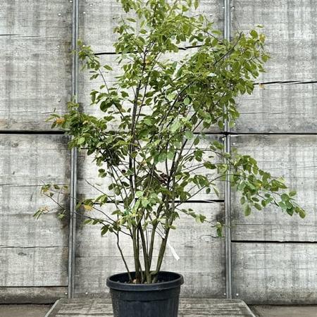 Amelanchier lamarckii Pot 35 Liter 150 - 175 cm Meerstammig