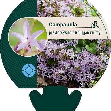 Campanula posch. 'Lisduggan Var.' Pot 9 cm