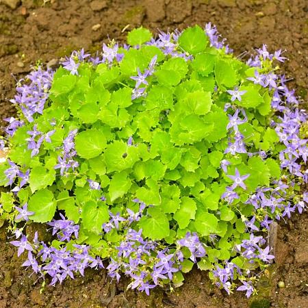 Campanula posch. 'Lisduggan Var.' Pot 9 cm