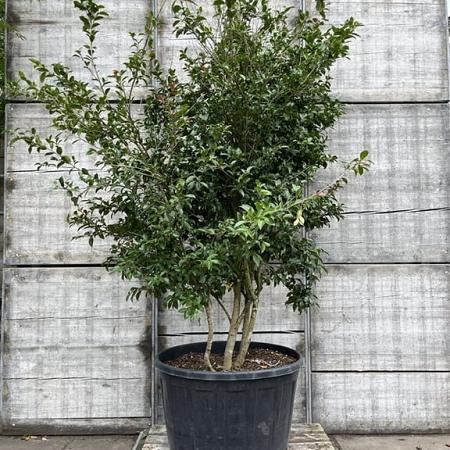 Camellia sasanqua Pot 160 liter 250 - 300 cm Meerstammig