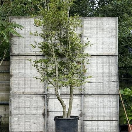 Carpinus betulus Pot 150 liter 350 - 400 cm Meerstammig