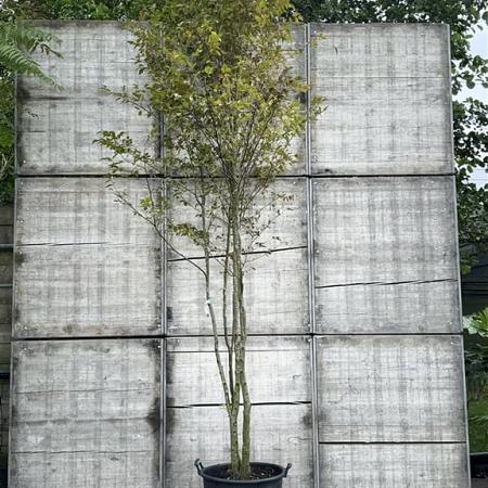 Carpinus betulus Pot 90 Liter 250 - 300 cm Meerstammig