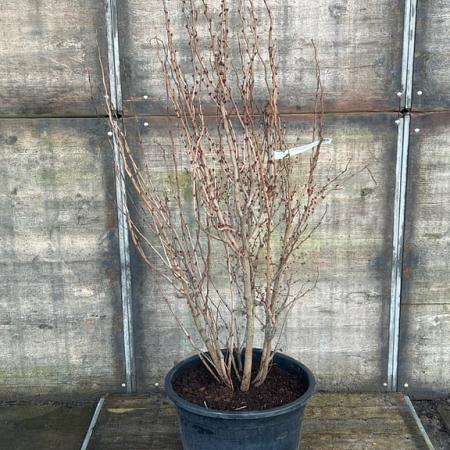 Cercis chinensis 'Avondale' Pot 70 Liter 150 - 175 cm Meerstammig