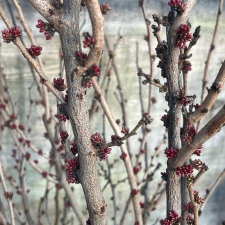 Cercis chinensis 'Avondale' Pot 70 Liter 150 - 175 cm Meerstammig