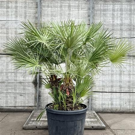 Chamaerops humilis Pot 110 liter Meerstammig