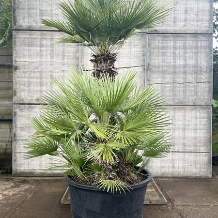 Chamaerops humilis Pot 285 Liter Meerstammig
