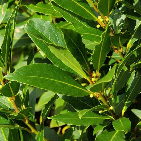 Laurus nobilis Pot 50 Liter 150 - 175 cm Meerstammig