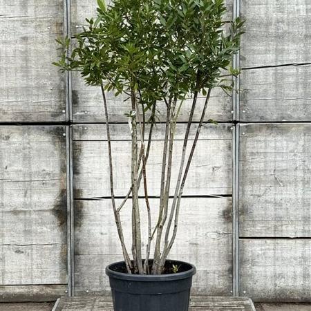 Laurus nobilis Pot 50 Liter 150 - 175 cm Meerstammig