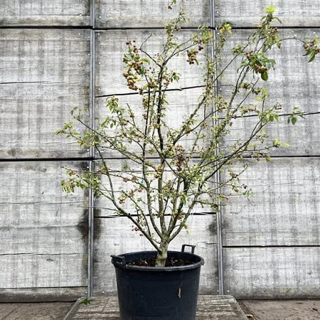 Malus 'Evereste' Pot 90 Liter 200 - 250 cm Meerstammig