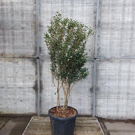 Osmanthus burkwoodii Pot 50 Liter 125 - 150 cm Meerstammig