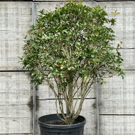 Osmanthus fragrans Pot 160 liter 150 - 175 cm Meerstammig