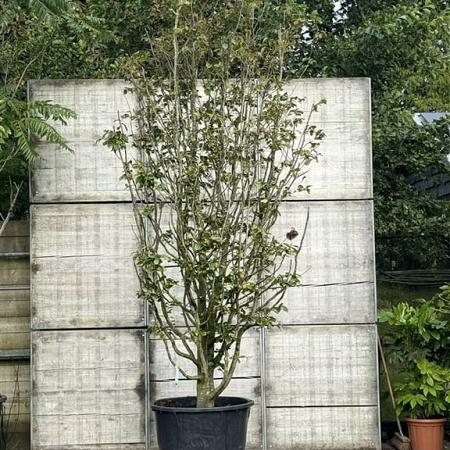 Parrotia persica 'Vanessa' Pot 150 liter 350 - 400 cm Meerstammig