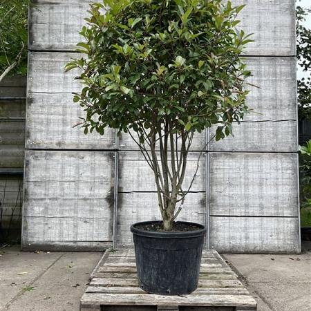 Photinia fraseri 'Red Robin' Pot 90 Liter 175 - 200 cm Meerstammig