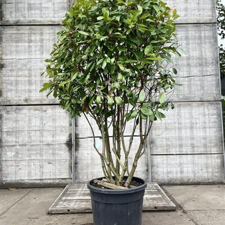 Photinia fraseri 'Red Robin' Pot 90 Liter 175 - 200 cm Meerstammig