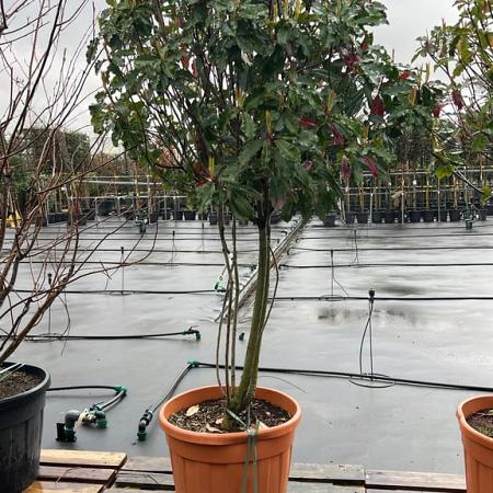 Photinia serratifolia Crunchy Pot 90 Liter 175 - 200 cm Meerstammig