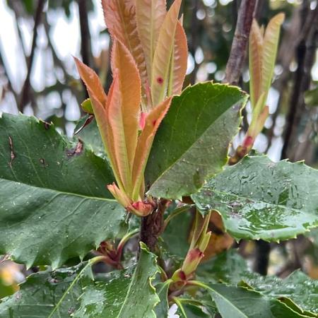 Photinia serratifolia Crunchy Pot 90 Liter 175 - 200 cm Meerstammig