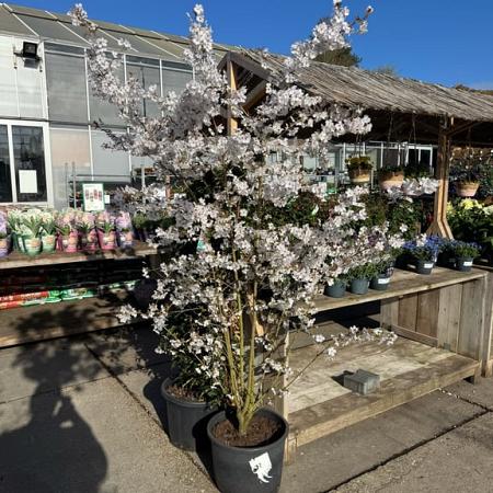 Prunus 'The Bride' Pot 50 Liter 175 - 200 cm Meerstammig