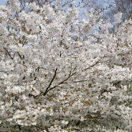 Prunus 'The Bride' Pot 50 Liter 175 - 200 cm Meerstammig