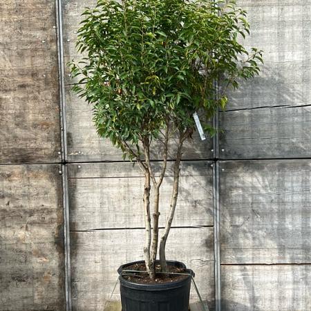 Prunus l. 'Angustifolia' Pot 70 Liter 150 - 175 cm Meerstammig