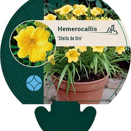 Hemerocallis 'Stella de Oro' Pot 9 cm