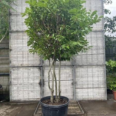 Prunus l. 'Novita' Pot 230 Liter 200 - 250 cm Meerstammig