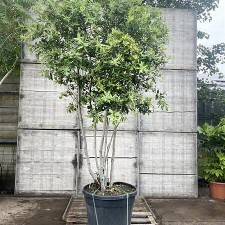 Quercus ilex Pot 130 liter 200 - 250 cm Meerstammig