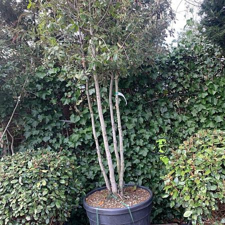 Quercus ilex Pot 130 liter 200 - 250 cm Meerstammig