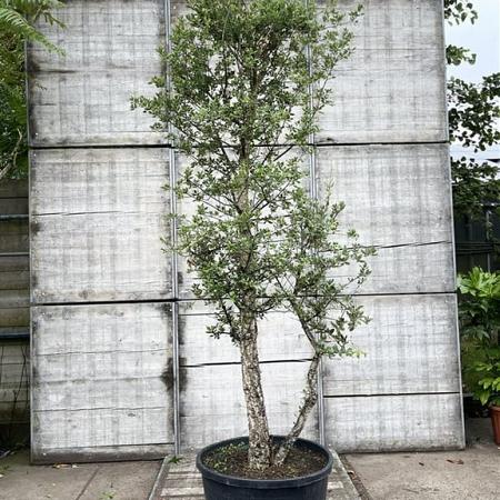 Quercus suber Pot 110 liter 200 - 250 cm Meerstammig